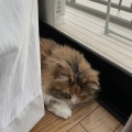 猫探し