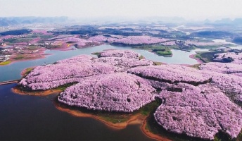 中国の桜の風景さん、ガチでスケールがデカ過ぎると話題にwwwwwwwwwwwww