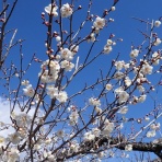 大分屋３の健康日記