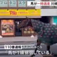 明治大学の馬が一時脱走、路上歩き回り自らキャンパスに戻る