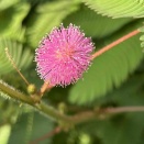 ９月２日は２２輪、３日は２４輪咲きました