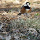 ヤマガラのぴょ～ん