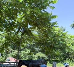 ２９歳の夏