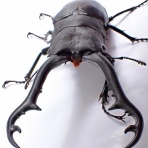クワガタ備忘録