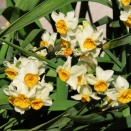 春日和水仙重なりあいて咲く