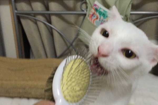 ねこかます - 釿汰