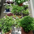 活動を通して我が家に集まった植物たち