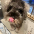 お迎え前のシャンプー