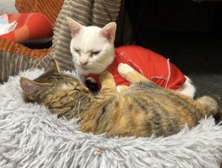 愛の娘猫・コムギ　20260114