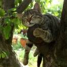 女「なんでやってくれないのよ！○○ちゃんはすぐやってもらったって言ってたのに！私はピンクのナンバーがかわいいから取り寄せろって言ってるだけ！」バイク屋「ですから～」