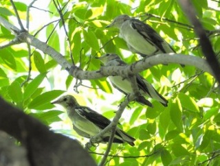 2025年8月27日の野鳥公園
