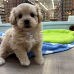 神奈川県三浦市 ワンラブ カインズ三浦店 ブログ