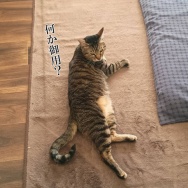 ポン太の動物保険のお知らせ。と、あかるい色の棒つくりました。