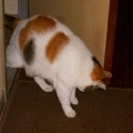 猫に小判を与えたら。 埋蔵金:千八百伍拾伍両 仮眠・・・ここはサービスぅエリアかぁっ!