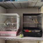 カズナル　～鳥達の襲撃