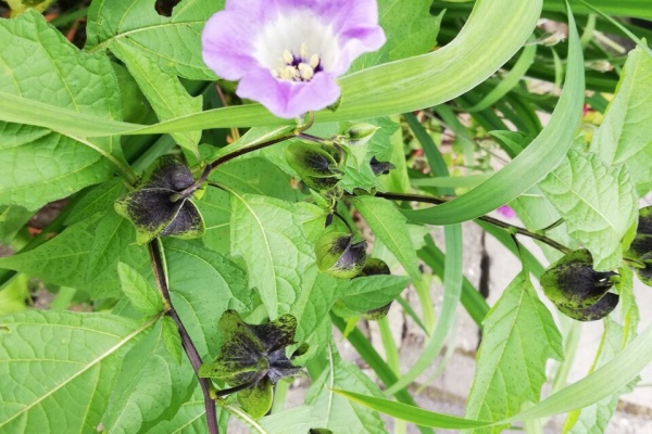 草津温泉を歩く 年10月