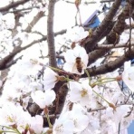 blog：自然と四季を楽しむ