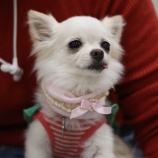 『看板犬ロンの逝去について』の画像