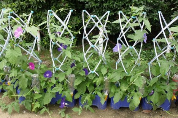 花好きおばあさんの 園芸ボランティア日記 種まきダリア