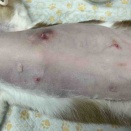 とにかく見つけて欲しい猫の乳腺腫瘍　その２〜摘出手術〜