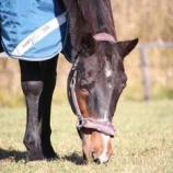 『放牧地の管理』の画像