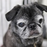 『【ご支援お願いします】Amazonほしい物リスト』の画像