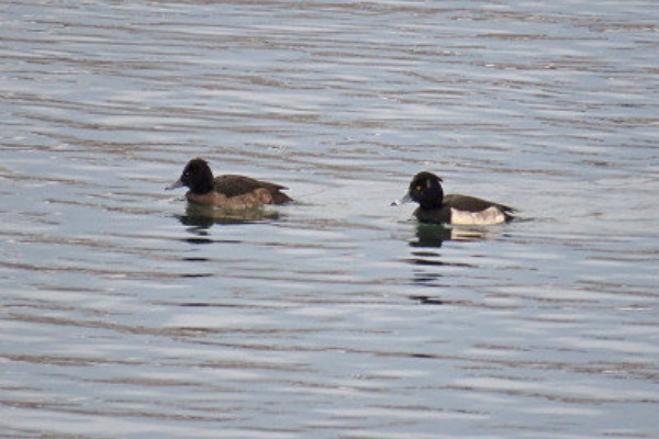 風を見る鳥 - 冬の水鳥