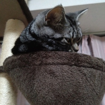 実物のﾈｺﾁｬﾝたちセカンド126