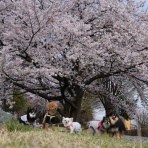 黒ぽめ！あんことおはぎとだんごちゃん