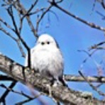 ヨット　Jennifer号 航海記　探鳥旅行記