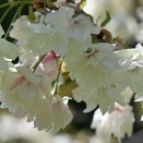 花がみどり色の牡丹桜