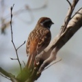 令和6(2024)年3月30日の鳥さん Vol.1　江戸川河川敷で野鳥の観察･撮影 小鳥たちが活発に動き回る!!ノスリも登場!!