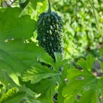 減農薬野菜、果物、お花、こだわりのうつわのお店　- 花うつわ大地（花咲農園） -