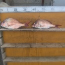 　　　　　　　　２０２６年4月14日