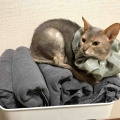 お風呂の出待ちしてくれるジャミちゃん