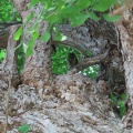 2026天然記念物大銀杏でアオバズクを撮る4🦉📸（足利市鑁阿寺）