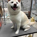柴犬　シャンプーセット　四日店　稲熊　トリミングブログ