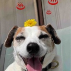 アボちゃんのアボカドブログ