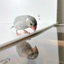 自己肯定感の高い文鳥たち
