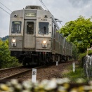 5月の川根路　マーガレットと東急電車
