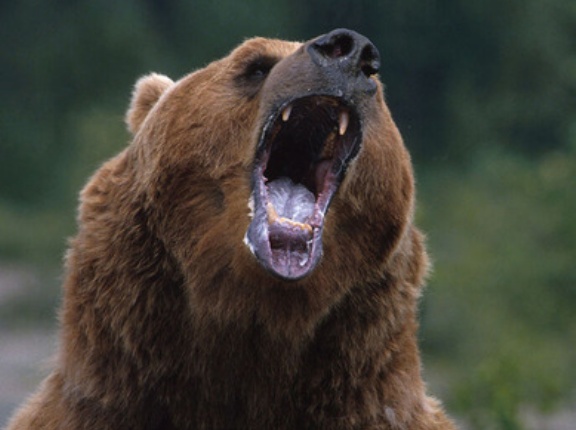【北海道福島町ヒグマ襲撃事件】「玄関前の砂利は赤く染まり血痕が…」　近隣住民が見た地獄絵図「クマの体の下に人間の腕らしきものが」