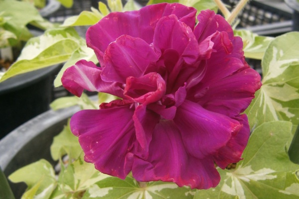 朝顔道楽徒然草