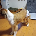 ボルゾイな生活