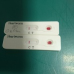 Startline―ここからが本当の犬生―