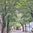 「四大学テニス大会」（学習院、成蹊、武蔵、成城）の応援