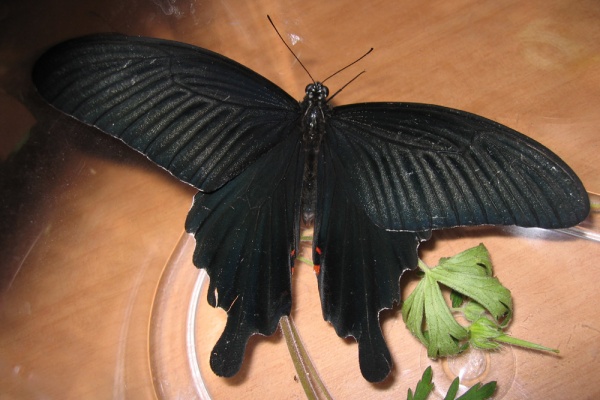 昆虫写真集 チョウチョの仲間