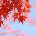 紅葉狩りドライブ🍁もみじライン～鬼怒川温泉
