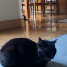 うるちゃんだけかと思ったら