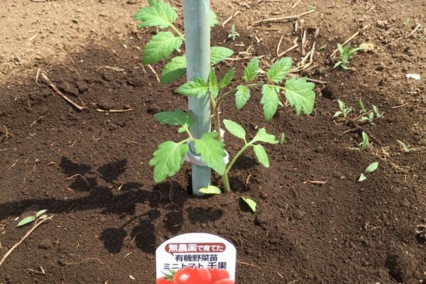太陽の恵村農園 Em農法