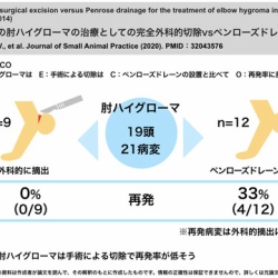 犬の肘の湿潤腫